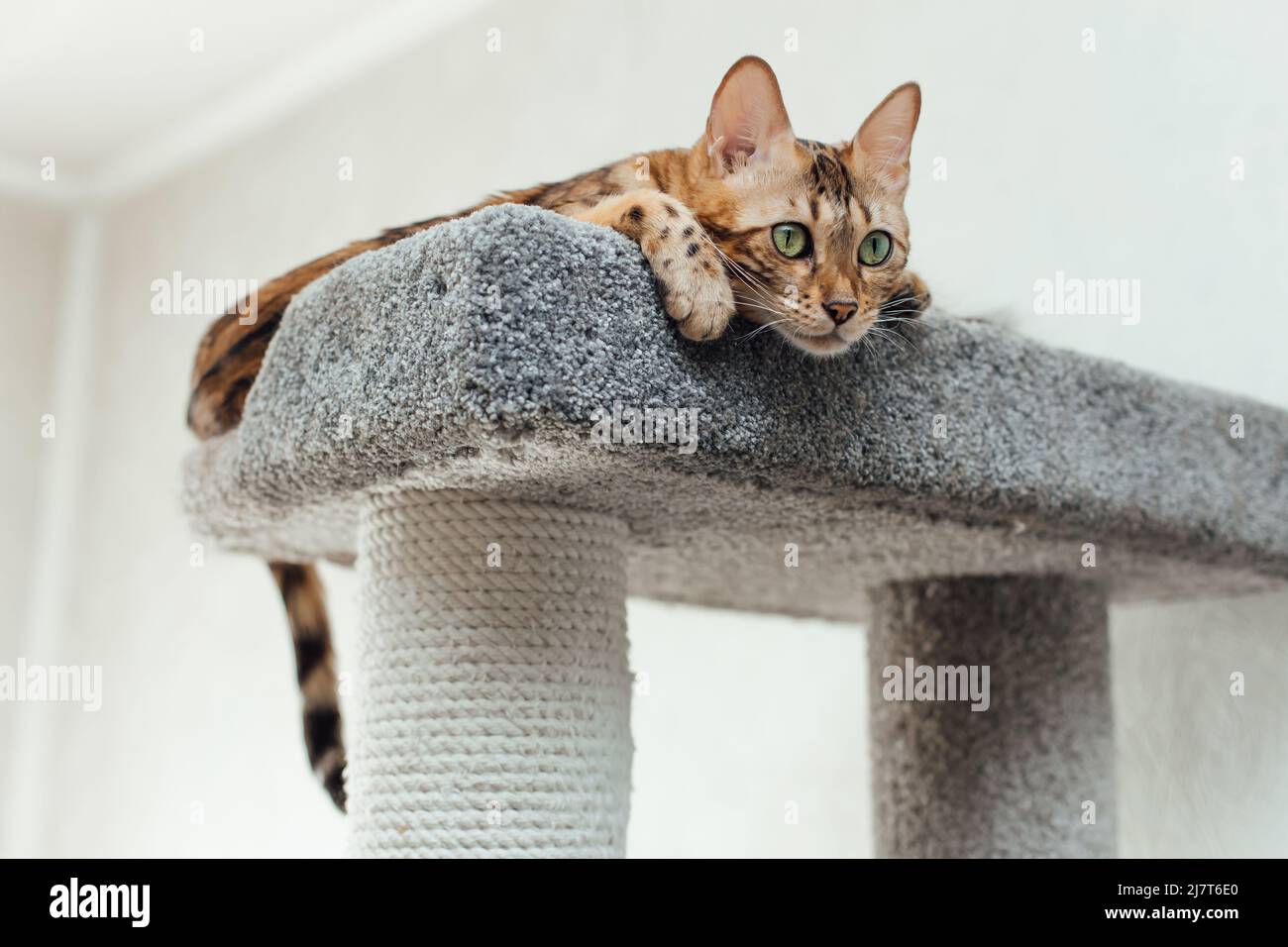 Young cute bengal cat laying on a soft cat's shelf of a cat's house