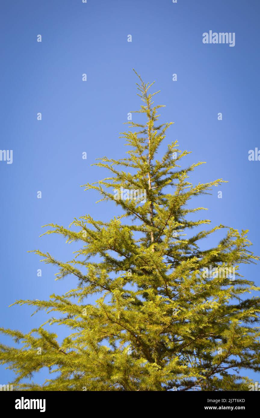 Needle leaf pine tree in its natural environment, pine tree in nature