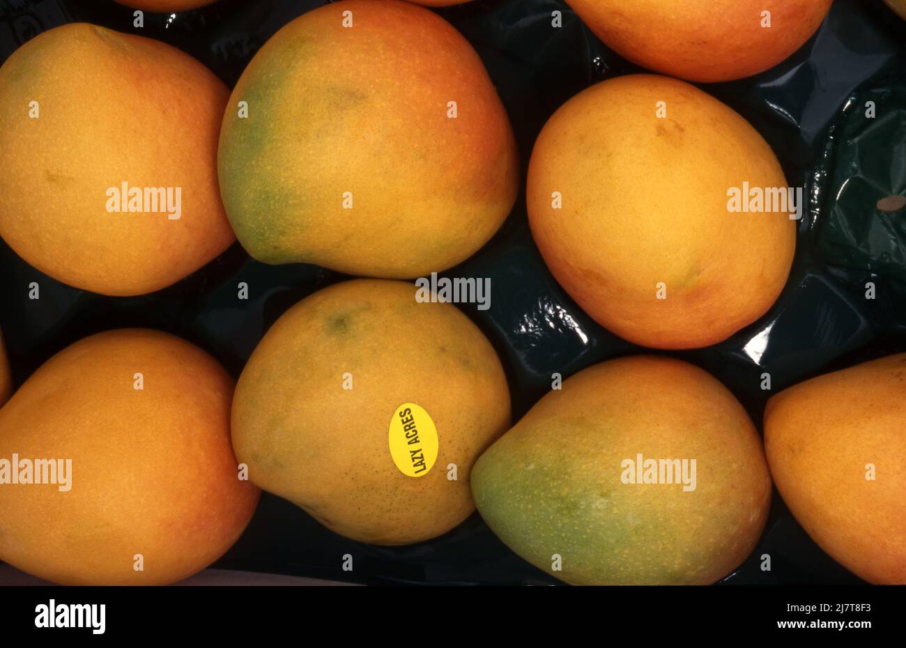 FRESH MANGOES FOR SALE FROM LAZY ACRES FARM Stock Photo Alamy