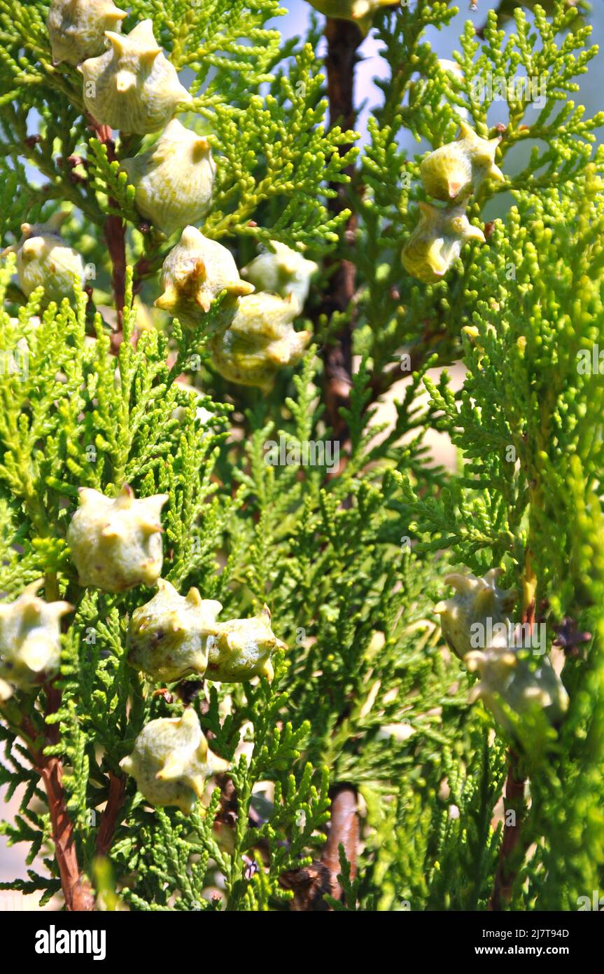 Needle leaf pine tree in its natural environment, green pine tree in