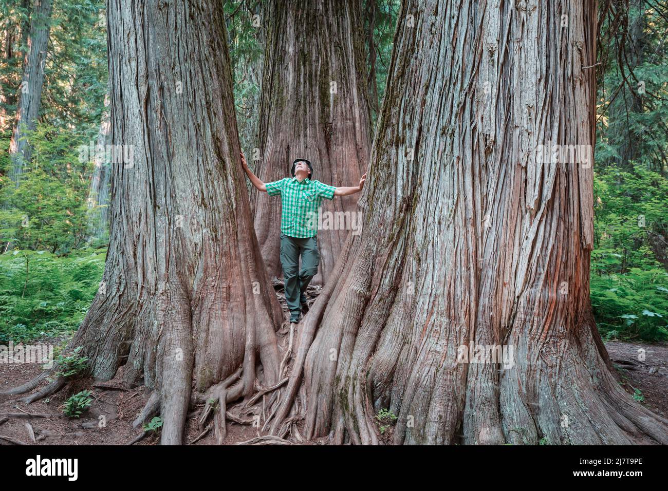 Redwood trees in Northern California forest, USA Stock Photo Alamy