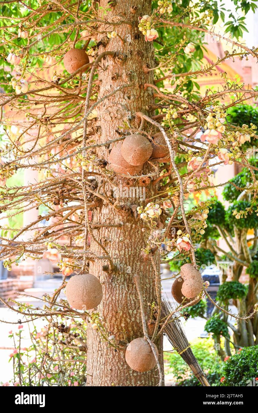 Cannonball fruit on the cannonball tree with flower, Shorea robusta