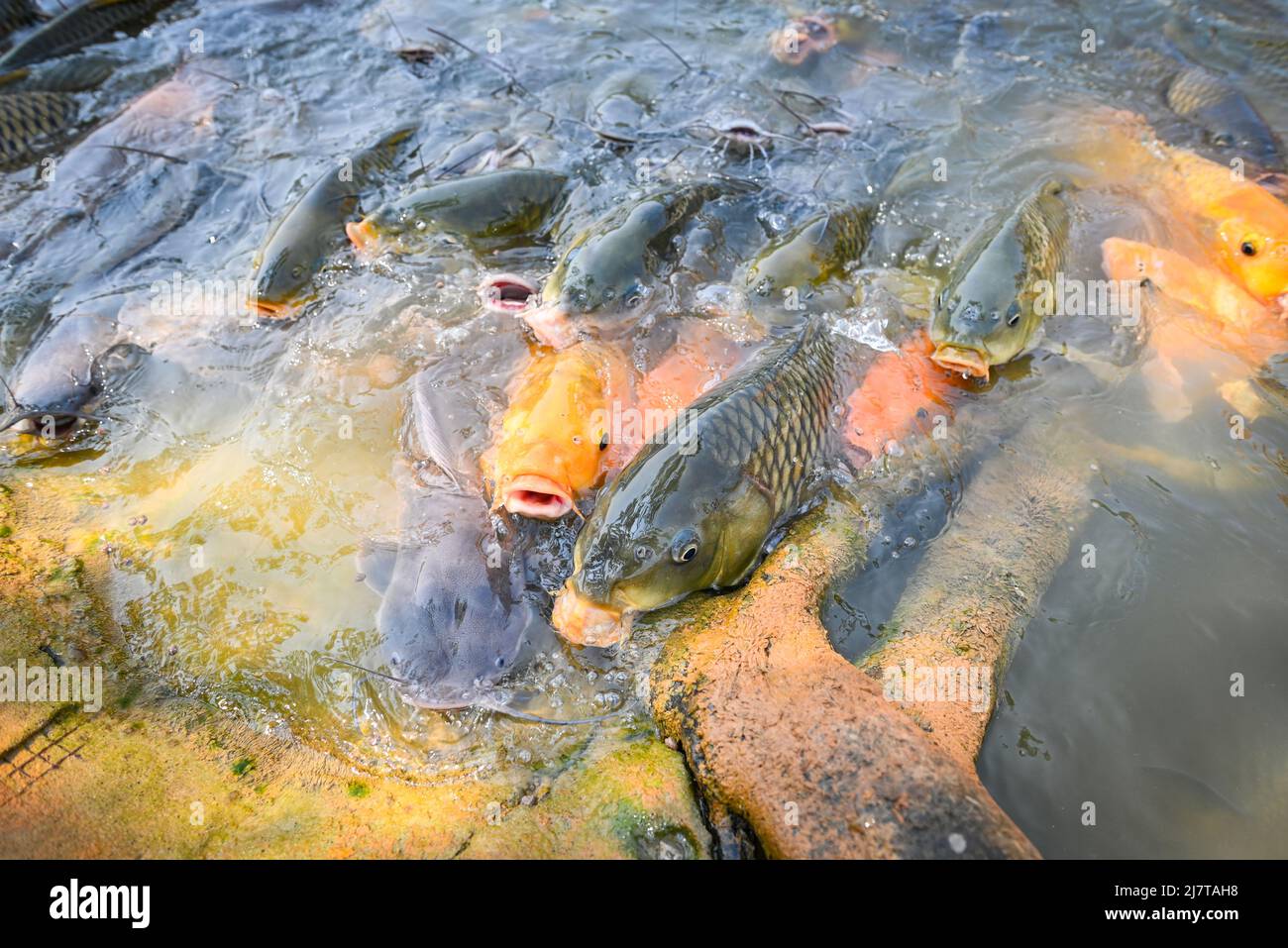 Carp fish tilapia and catfish eating from feeding food on water surface ponds on water surface