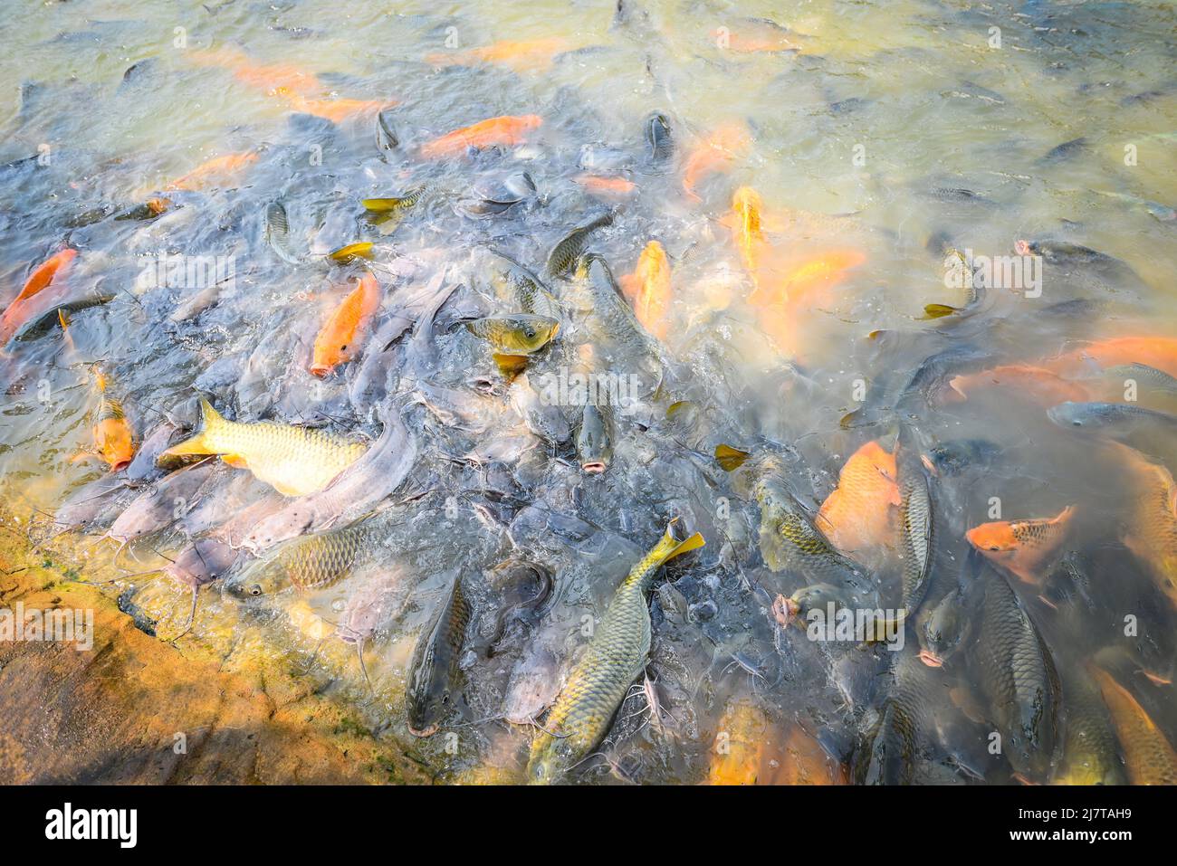 Carp fish tilapia and catfish eating from feeding food on water surface