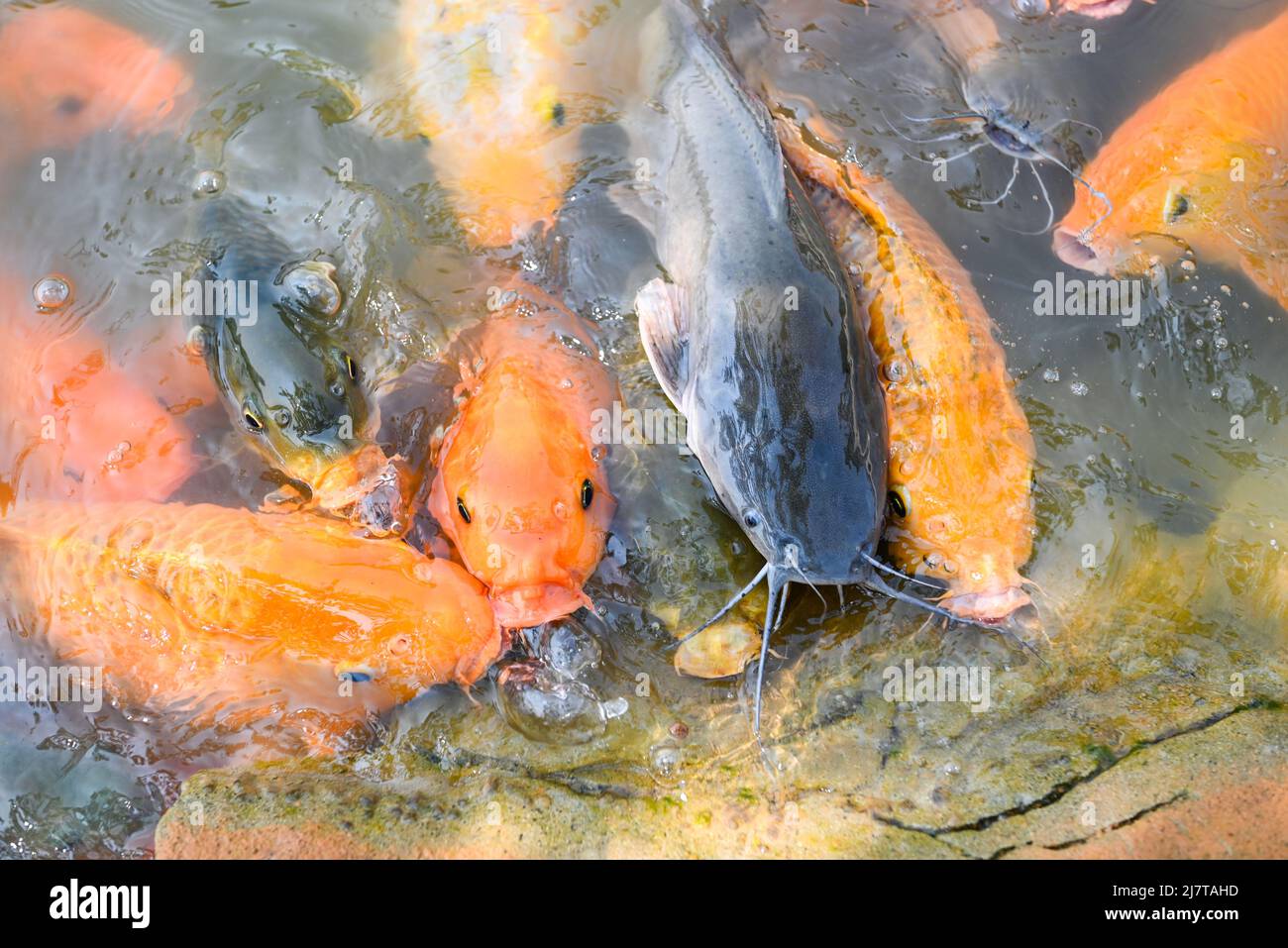 Carp fish tilapia and catfish eating from feeding food on water surface ponds on water surface