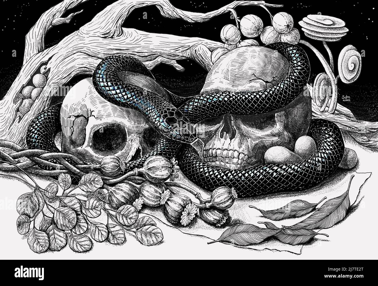 Black Mamba snake wrapped around skulls in the garden handdraw illustration traditional artwork Stock Photo