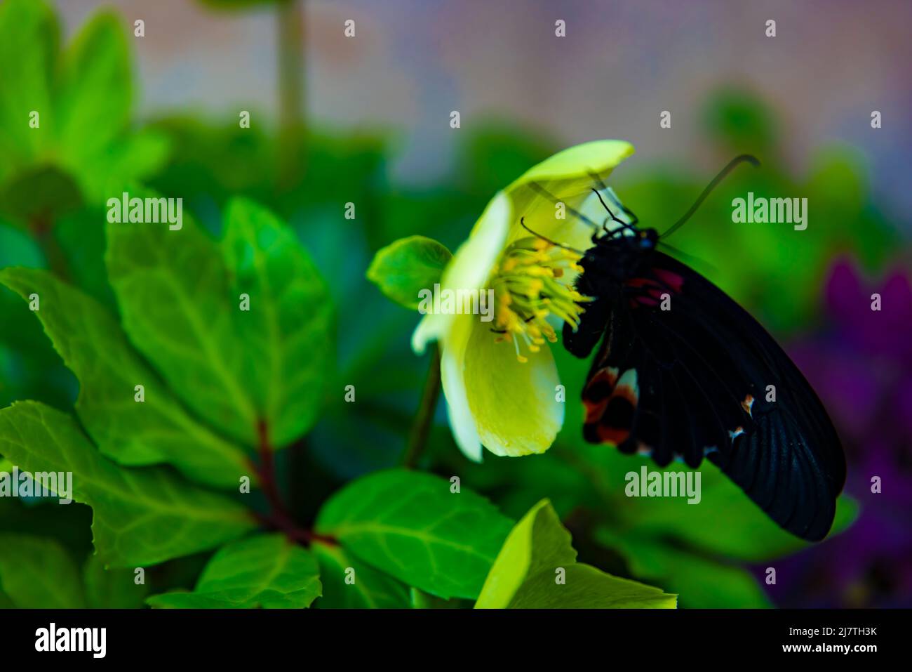A black butterfly on the flower in the garden daytime Stock Photo