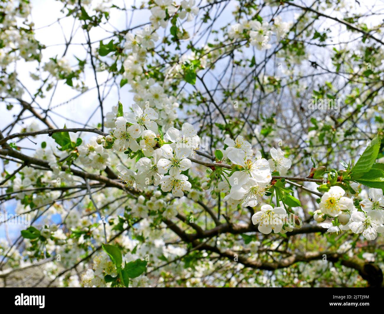 Cherry tree with white flowers blossoming in springtime, closeup, background Stock Photo