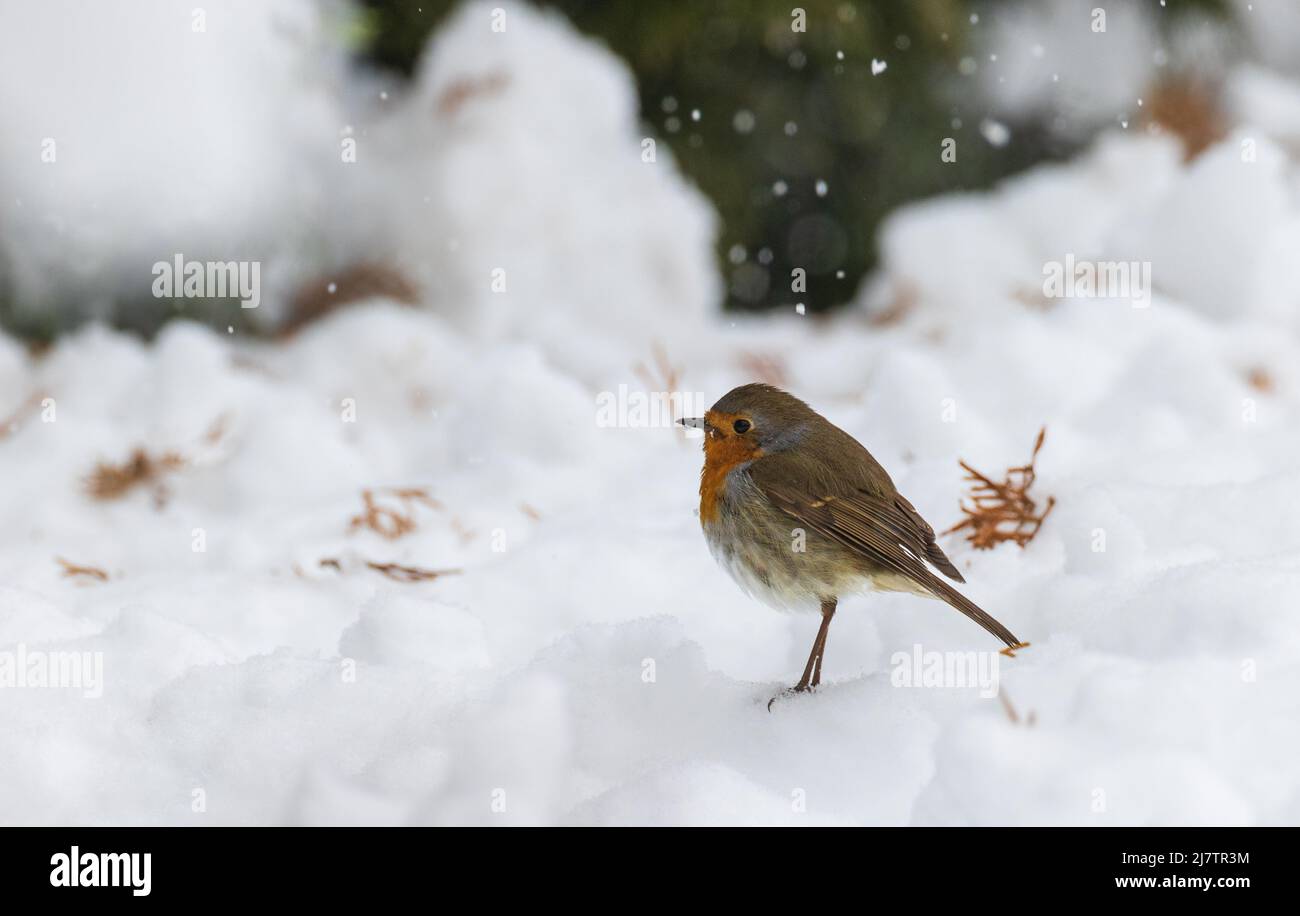European robin (Erithacus rubecula) in falling snow, Podlaskie Voivodeship, Poland, Europe Stock Photo