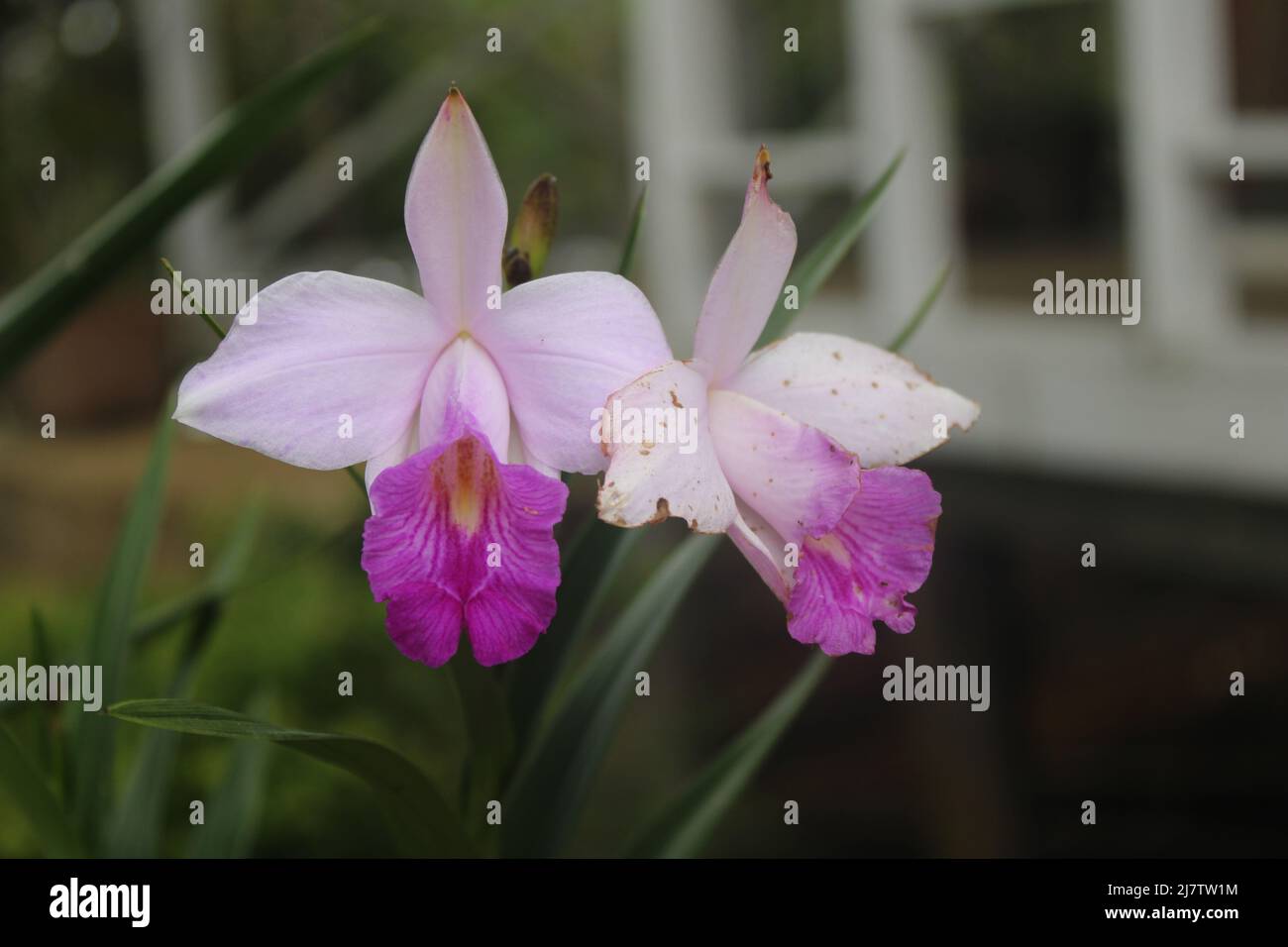 The pink flowers of a Bamboo orchid (Arundina graminifolia) in Southern Highlands, Papua New Guinea Stock Photo