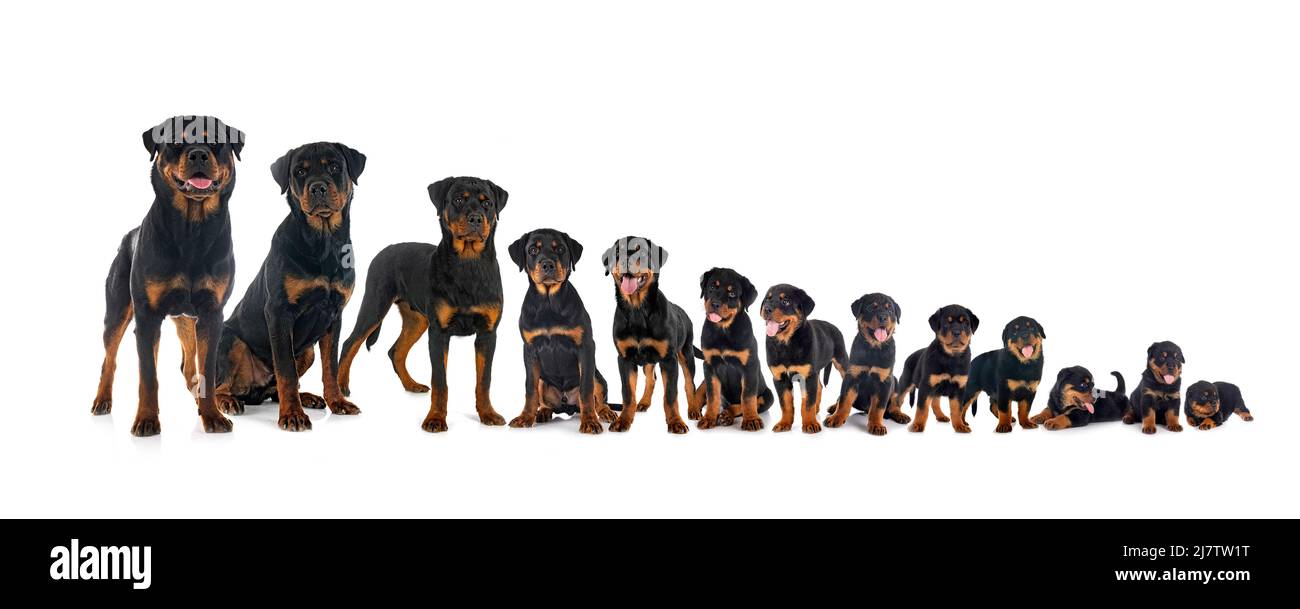 puppies rottweiler, three weeks to seven months in front of white ...