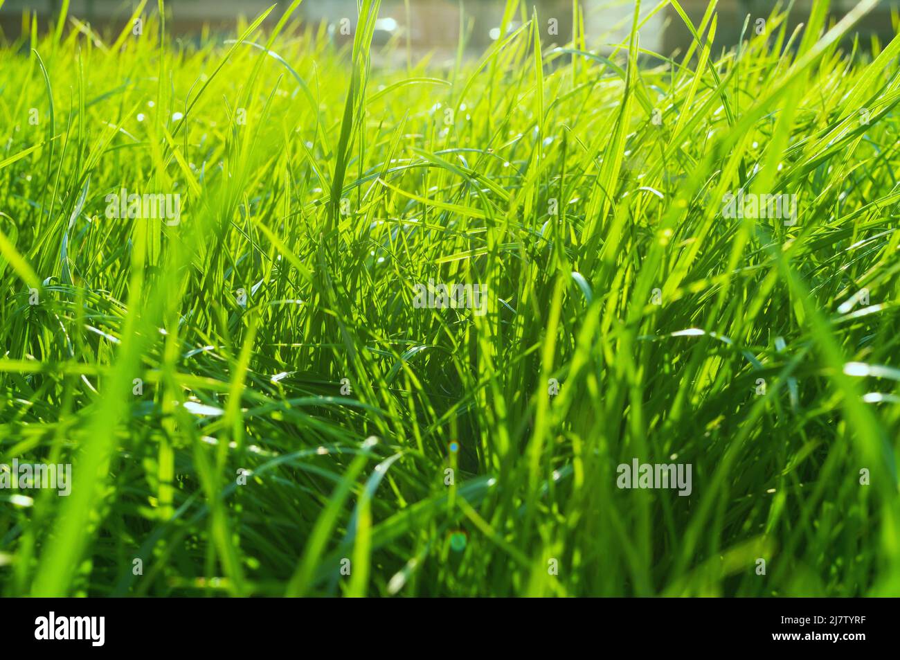 Summer grass background - closeup of fresh bright green grass on the lawn  lit by shining sunbeams. Grass landscape Stock Photo - Alamy