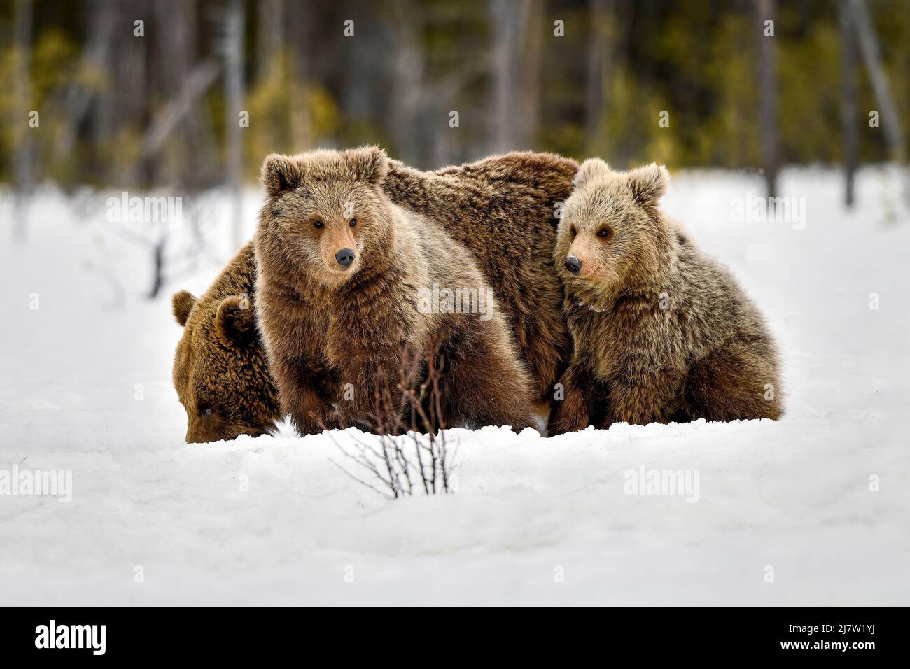 Safely alongside the mother bear Stock Photo