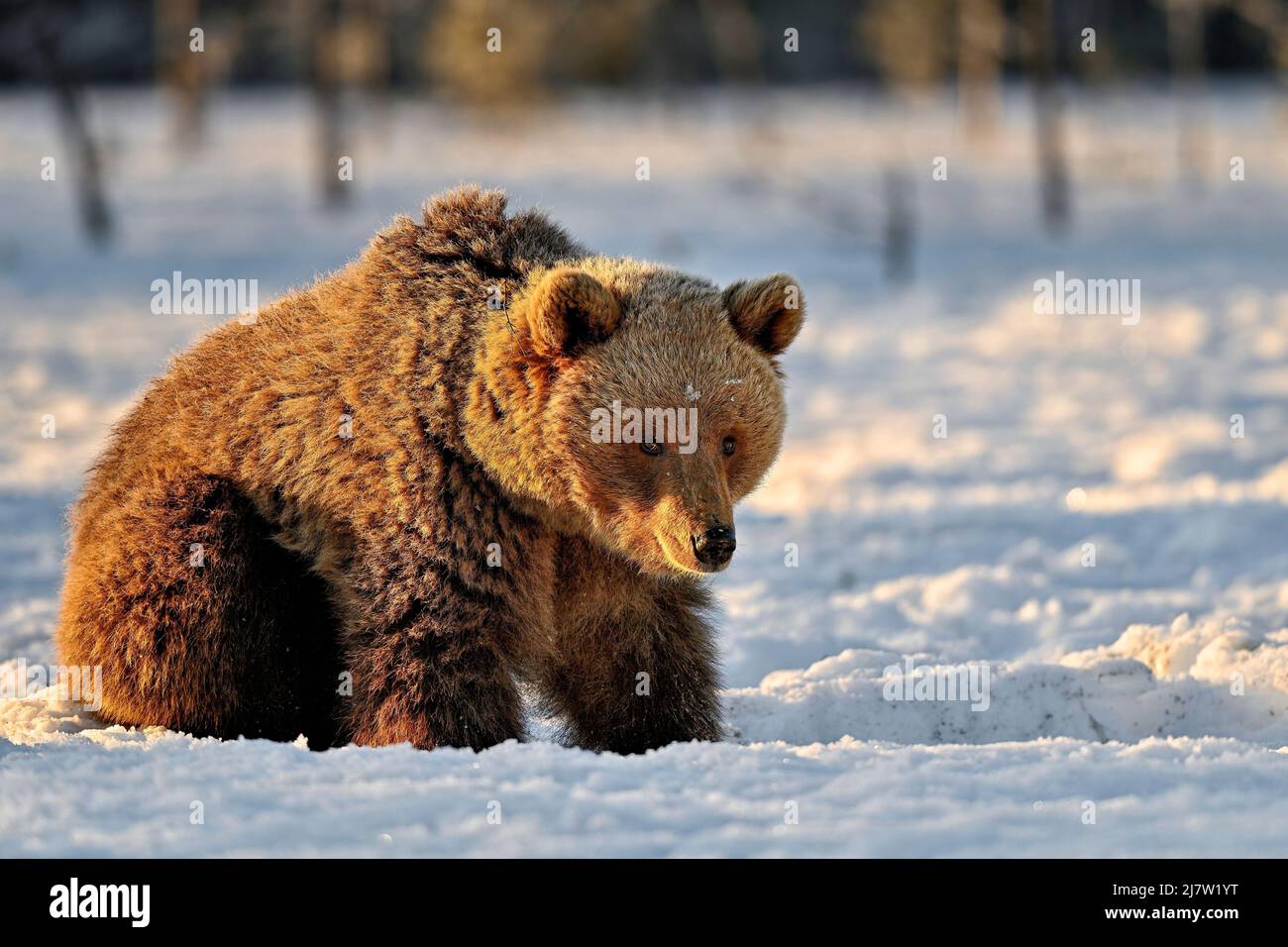 After digging frozen ground for food, it's time to take a break Stock