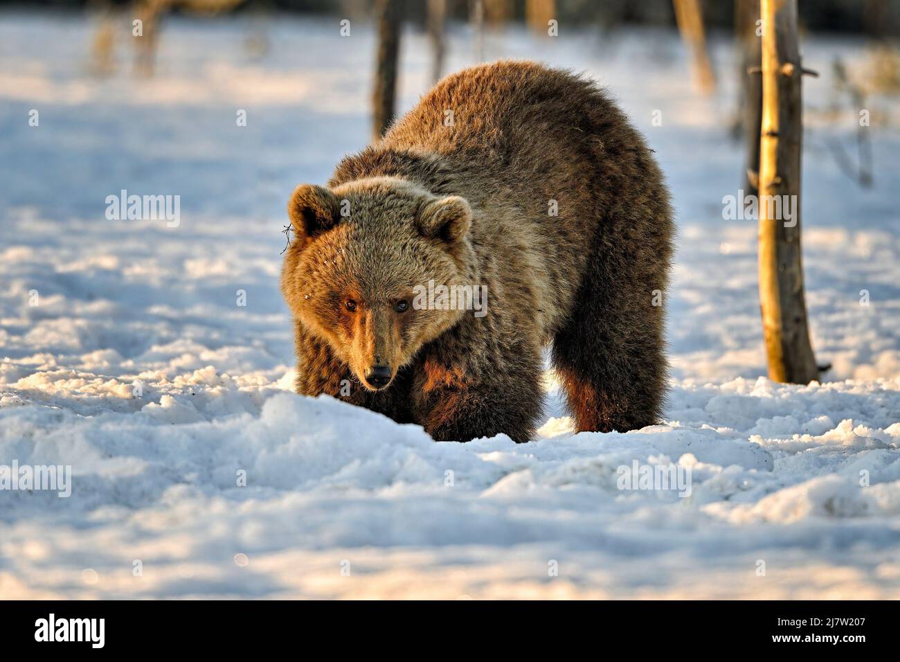 Food is scarce in springtime when ground is frozen and you are hungry after hibernation. Stock Photo