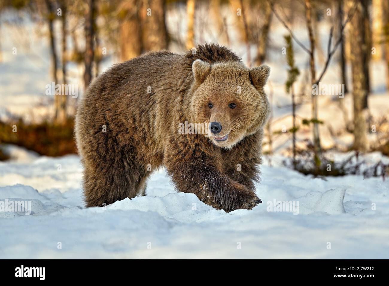 Bear which almost seems to be smiling Stock Photo