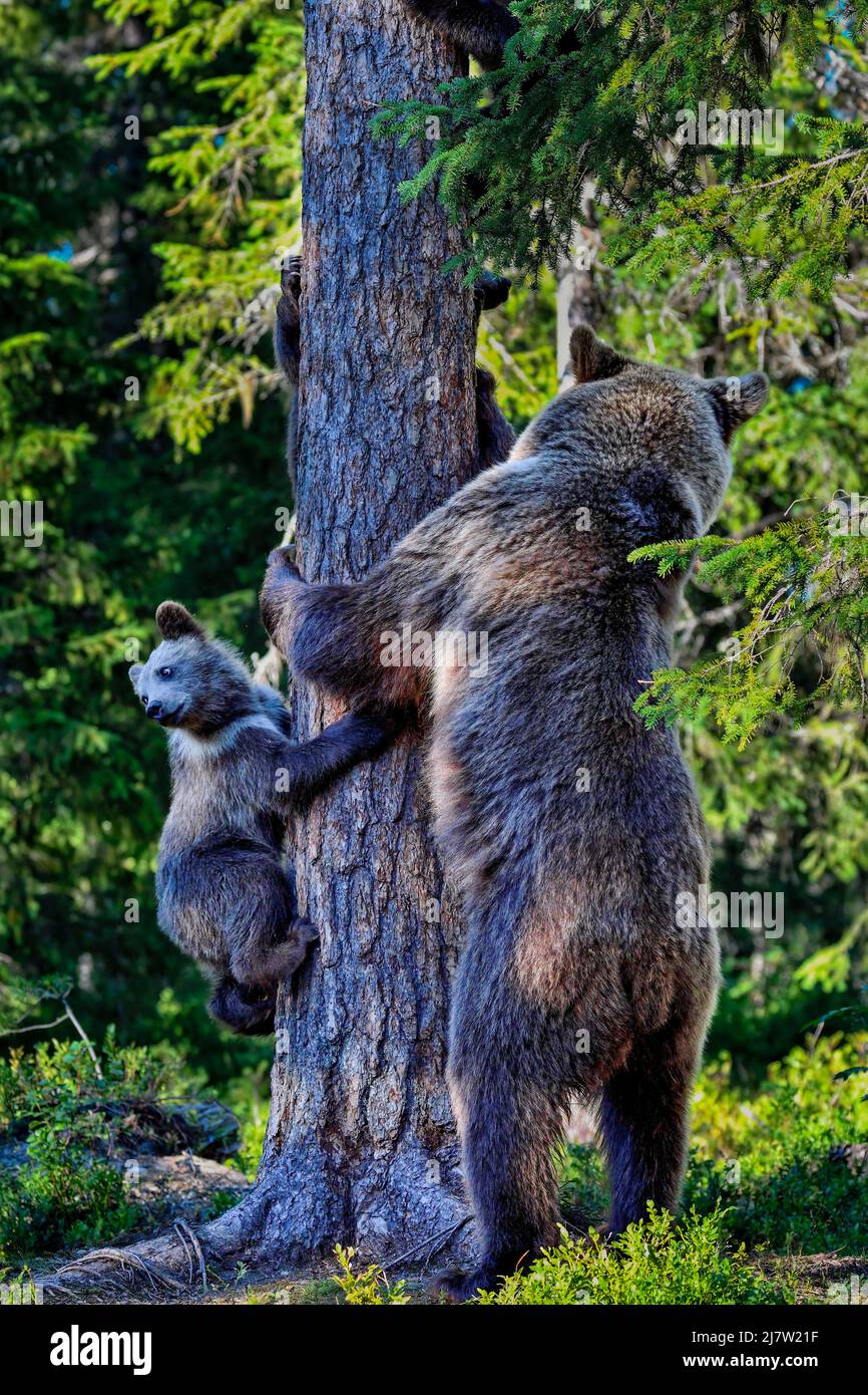 Mom, is it safe to come down? Stock Photo