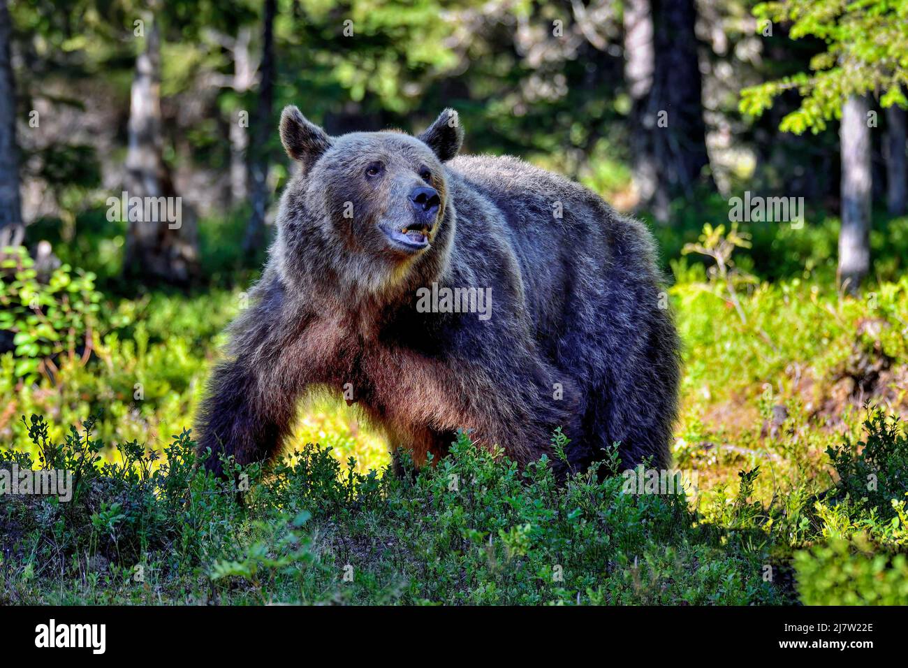 Brown bear in the forest. Stock Photo