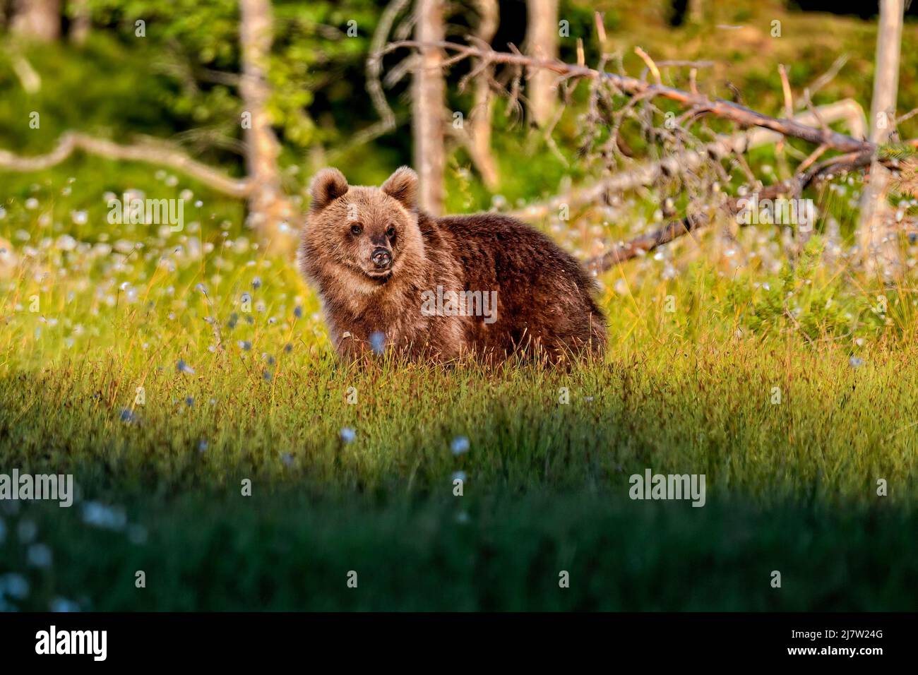Young bear looking to the sunset at the edge of the forest Stock Photo