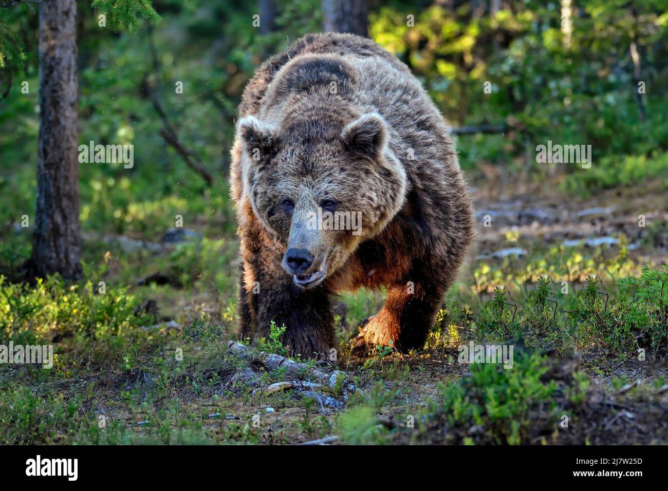 Aggravated male bear on the move Stock Photo
