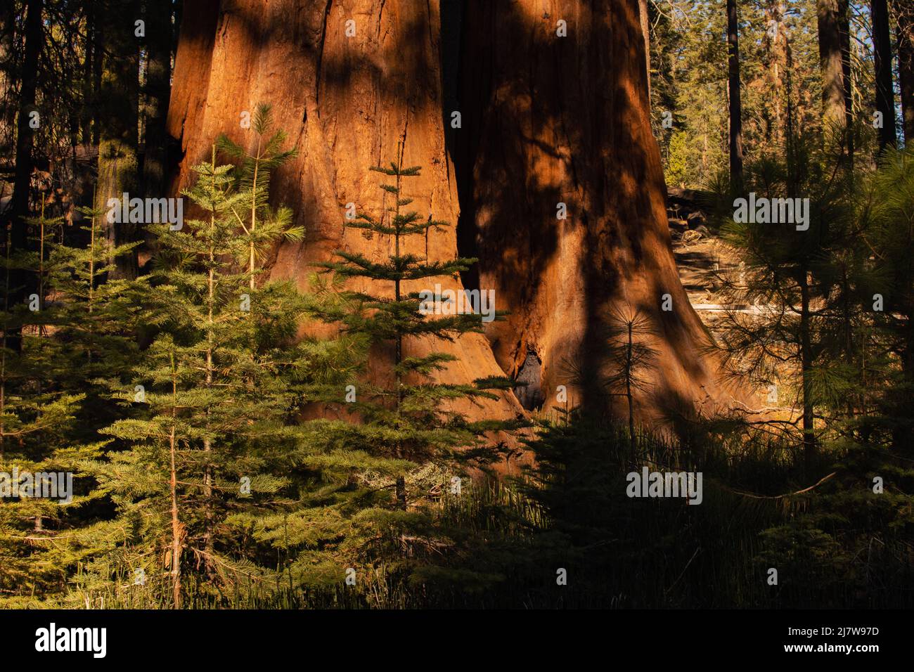 Autumnal natural landscape from Yosemite National Park, California, United States Stock Photo