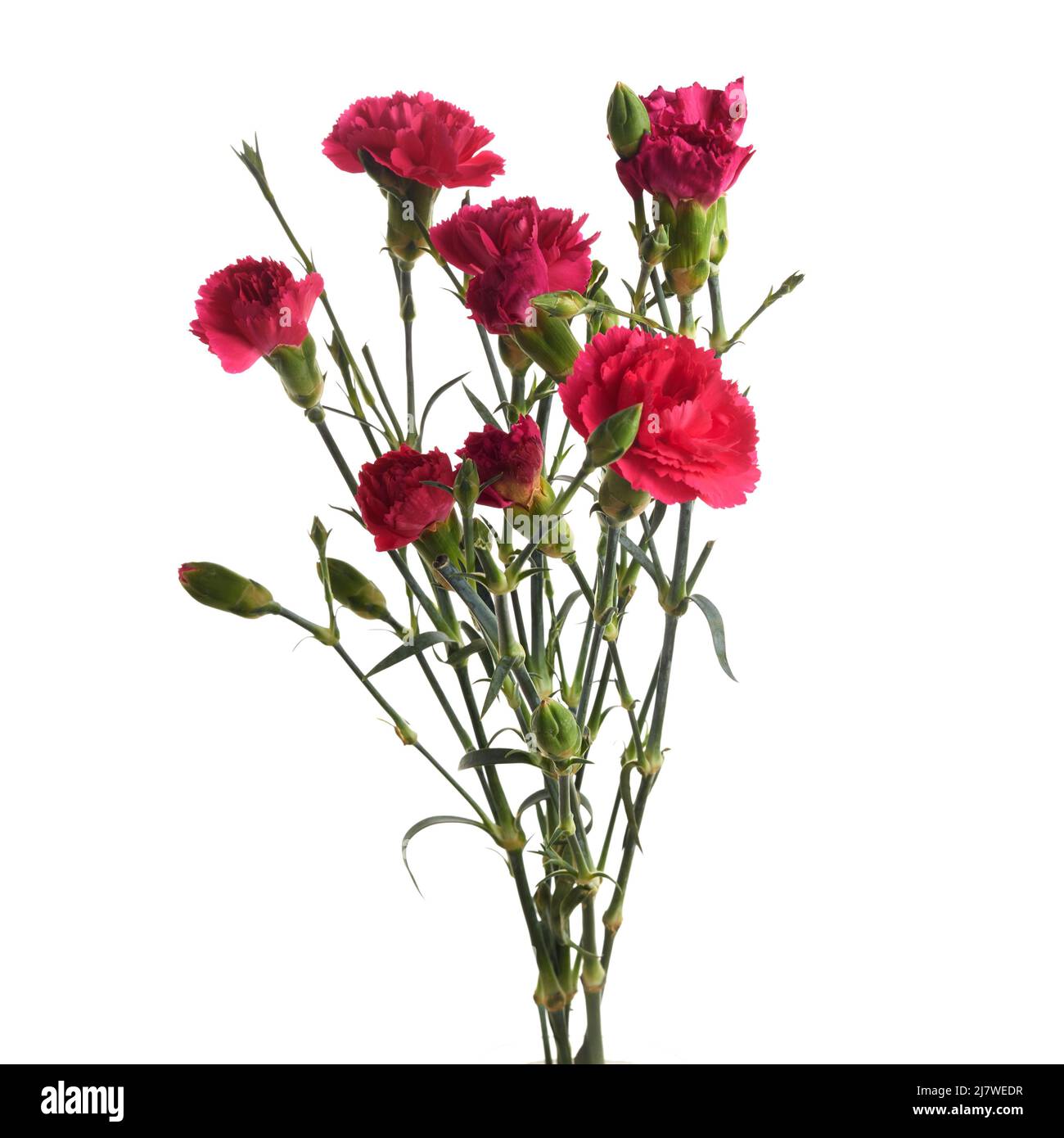 Branch pink carnation flowers isolated on white background Stock Photo ...