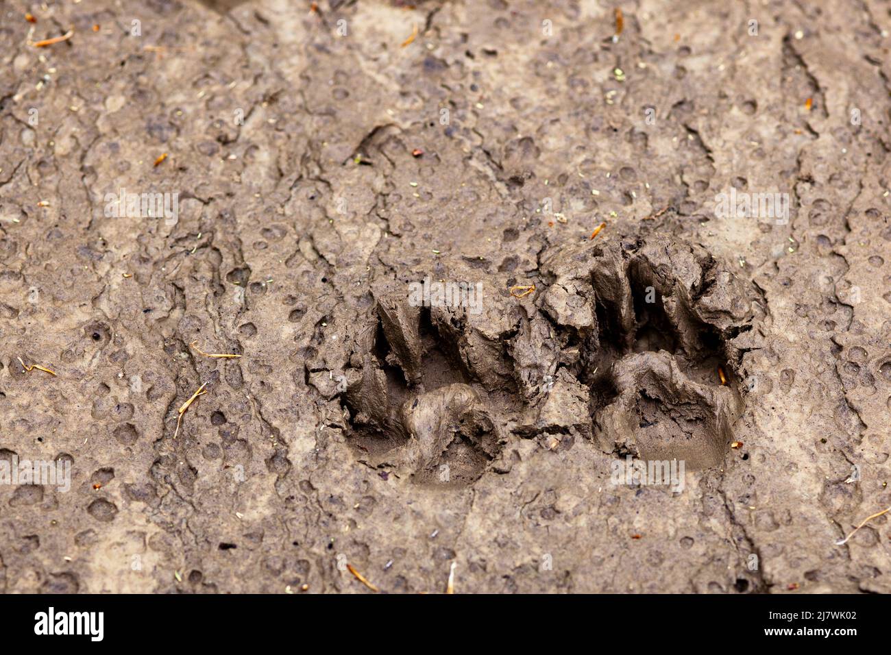 Dog paw prints in the mud Stock Photo Alamy