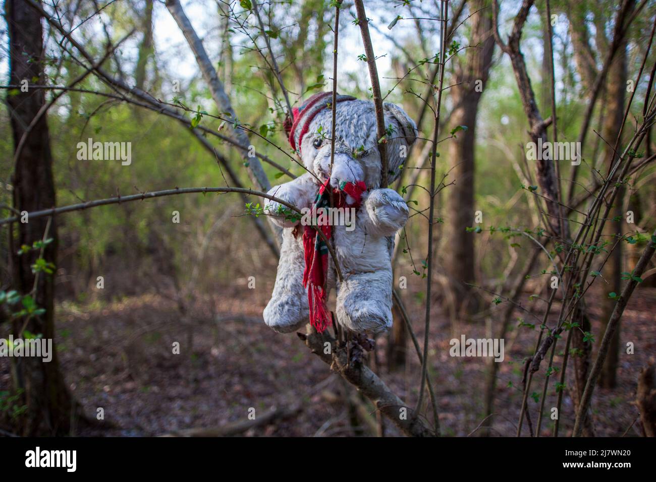 Dirty Stuffed teddy bear left in the forest to decay. Stock Photo