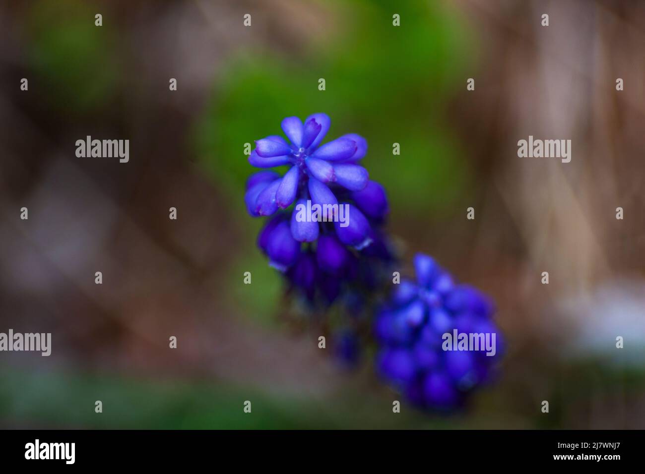 Common Grape Hyacinth blooming in spring Stock Photo Alamy