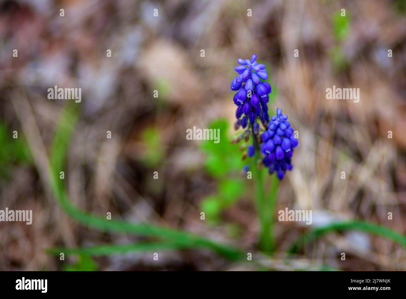 Common Grape Hyacinth blooming in spring Stock Photo Alamy