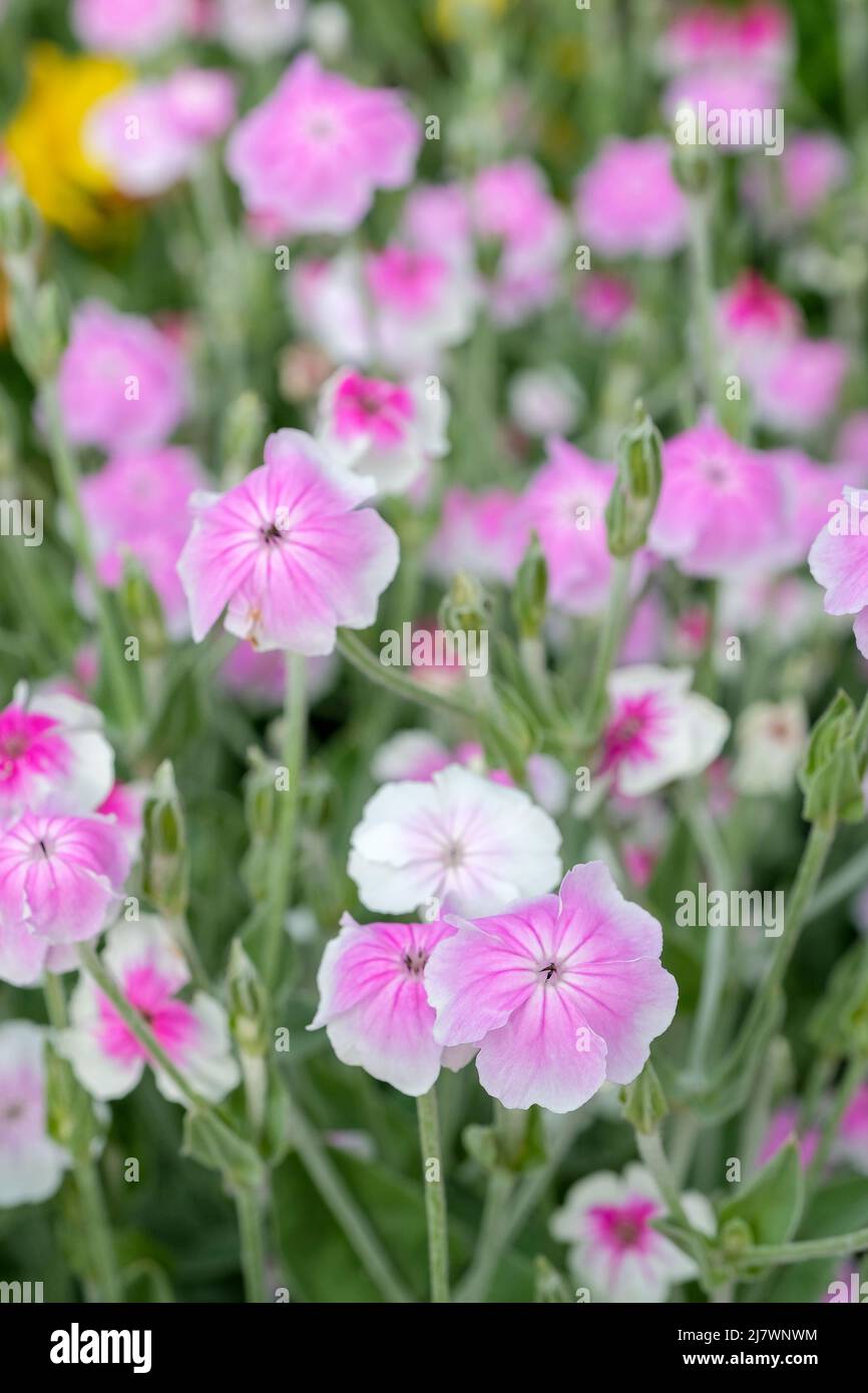 Lychnis coronaria 'Angel's Blush' Rose Campion 'Angel's Blush'. Pink flowers with white rims Stock Photo