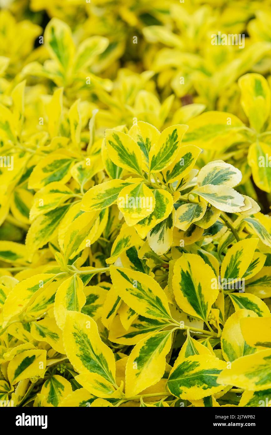 Euonymus fortunei 'Sunshine'. Evergreen shrub with large, broad, green leaves with bright yellow edges Stock Photo