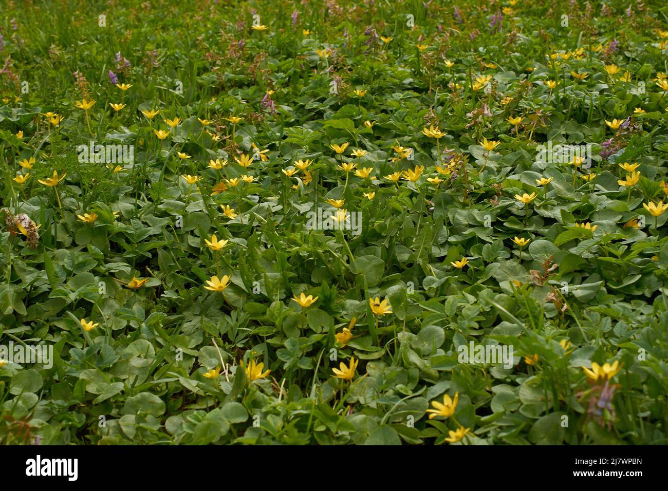 Natural textured background of green leaves and yellow flowers Stock ...