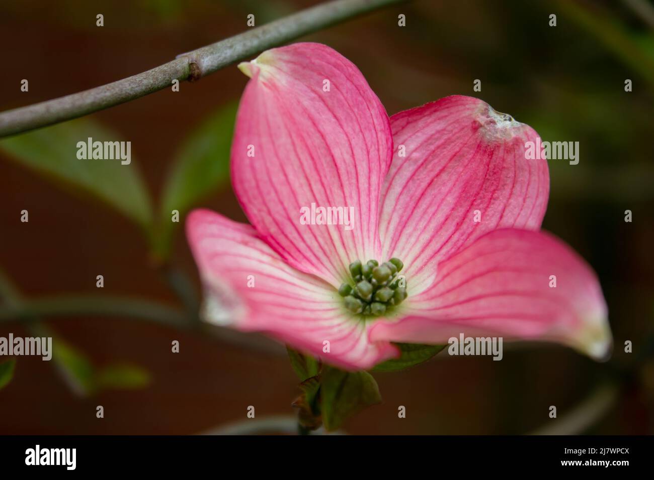 Pink and white flower Stock Photo Alamy