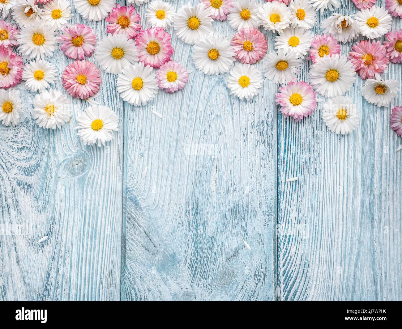 High angle view of spring flowers on the wooden background with copy space Stock Photo