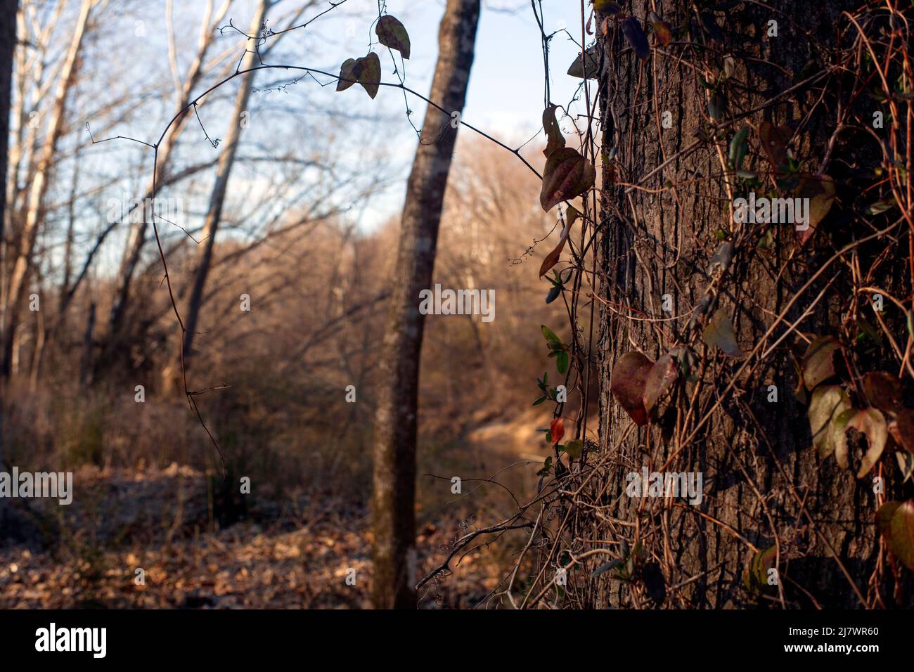 Tree in fall with vines wrapping around Stock Photo Alamy