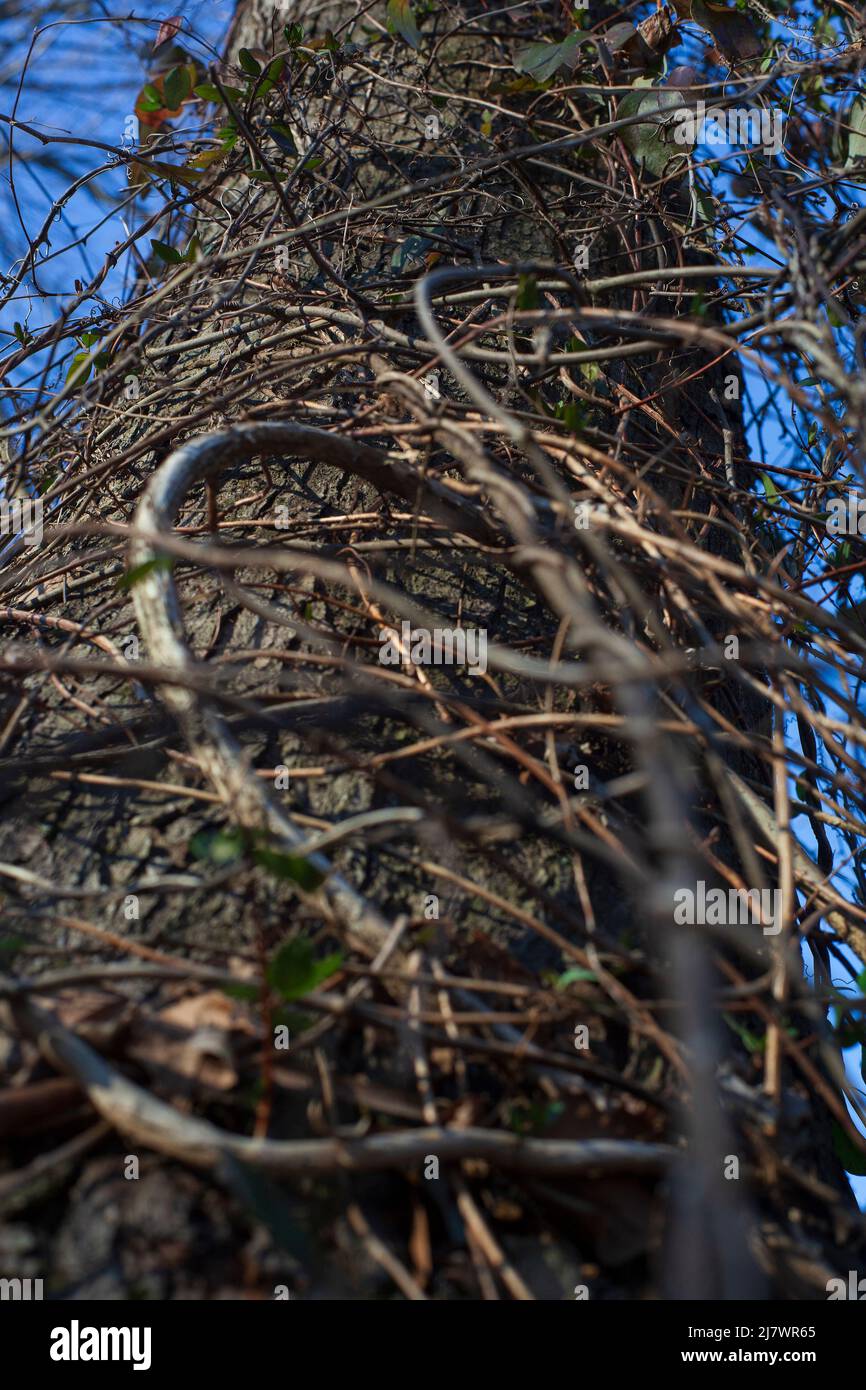 Tree in fall with vines wrapping around Stock Photo Alamy