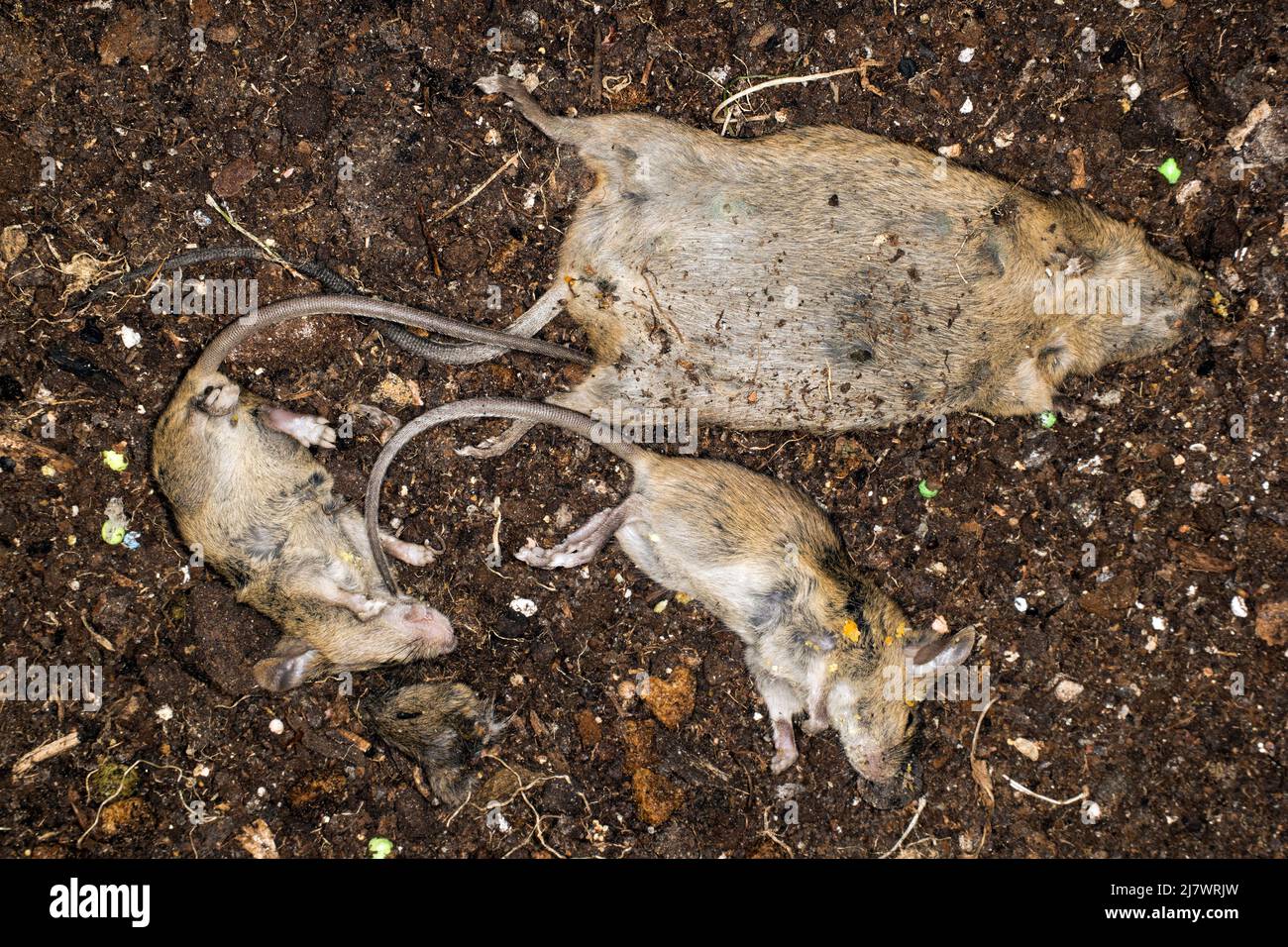 Dead house mice after pest controller Stock Photo