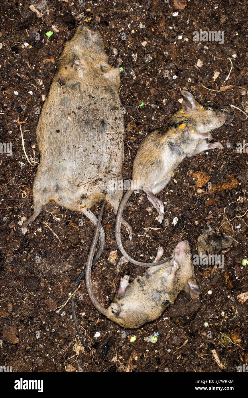 Dead house mice after pest controller Stock Photo