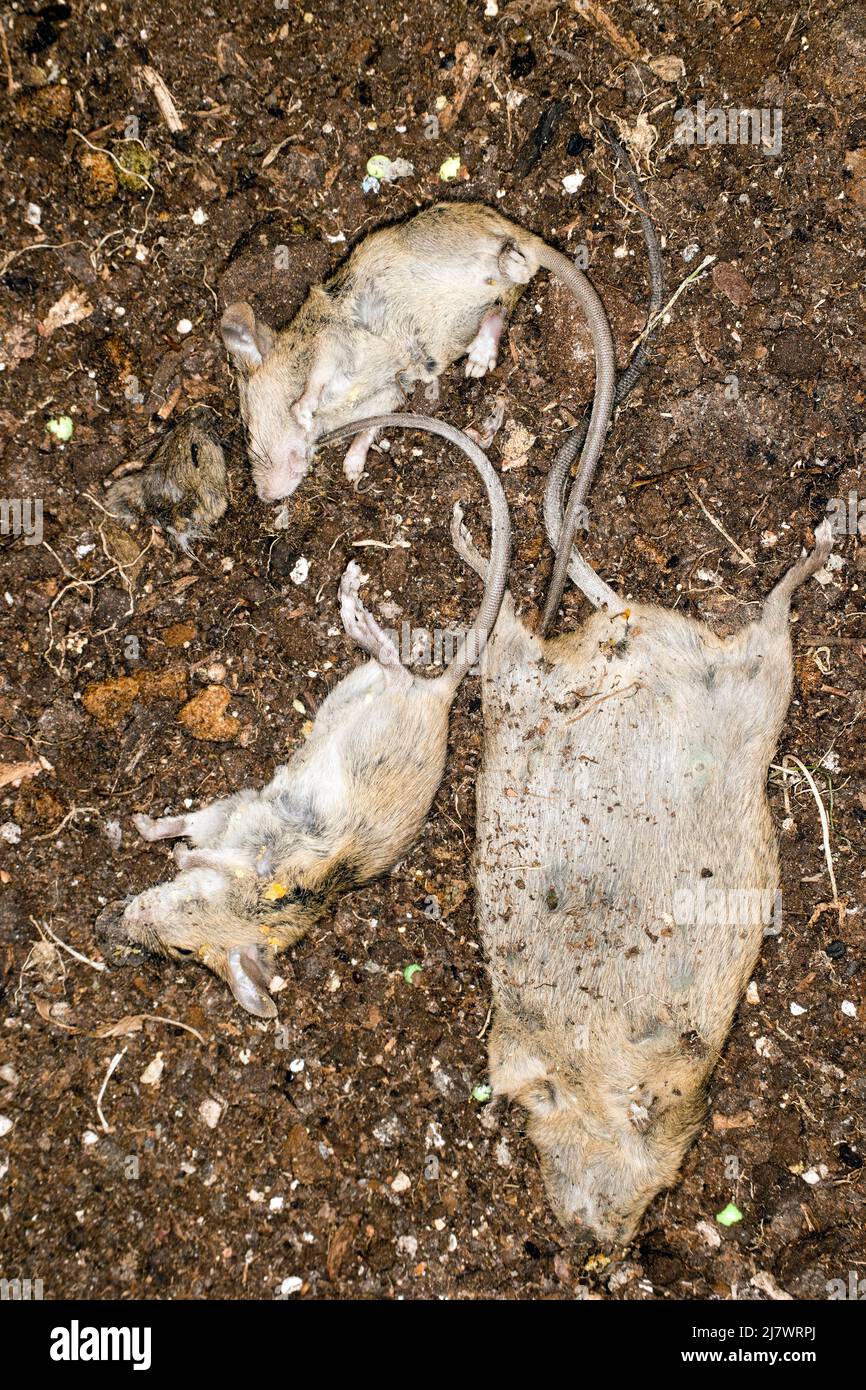 Dead house mice after pest controller Stock Photo
