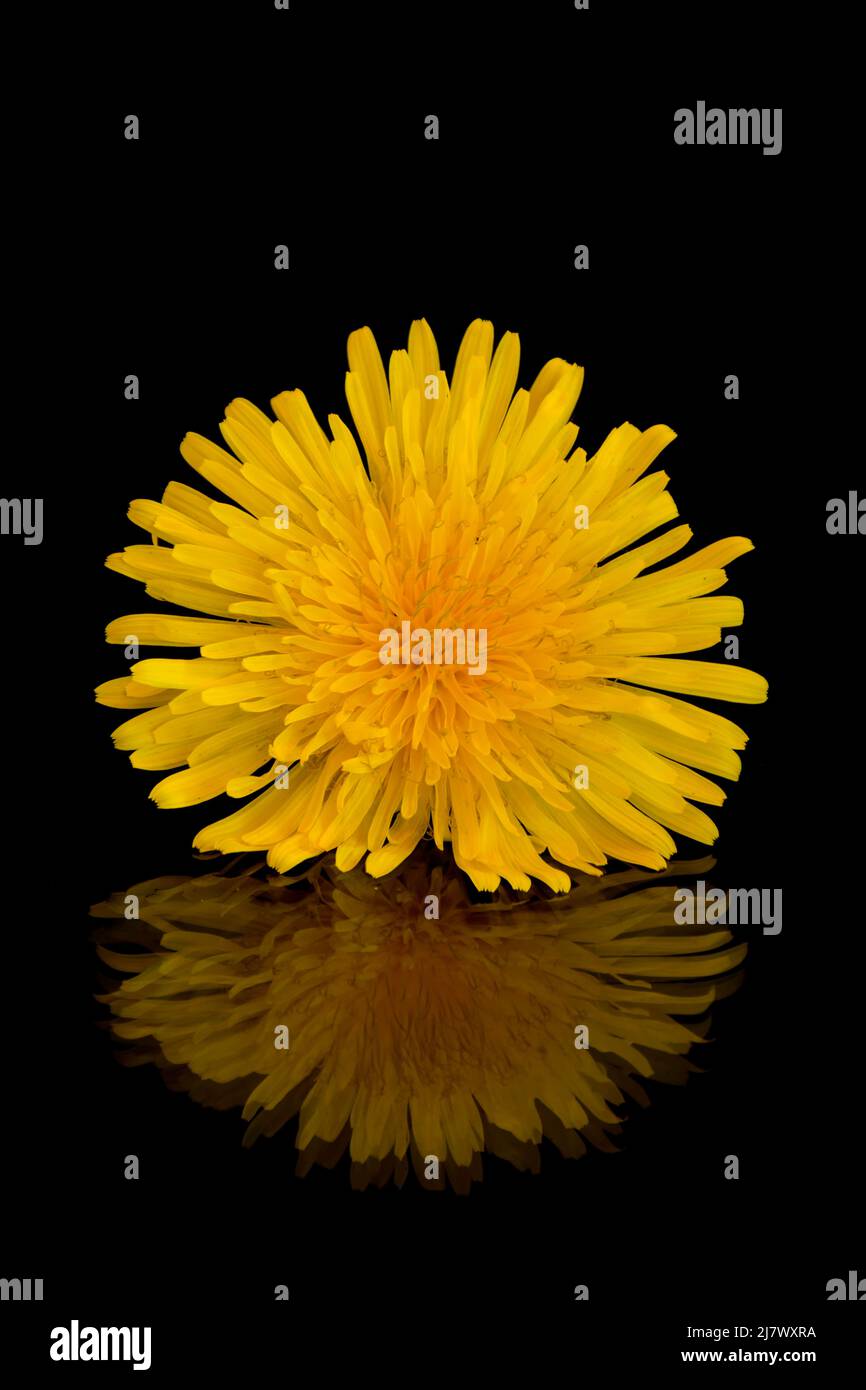 Yellow dandelion on a black background with reflection Stock Photo