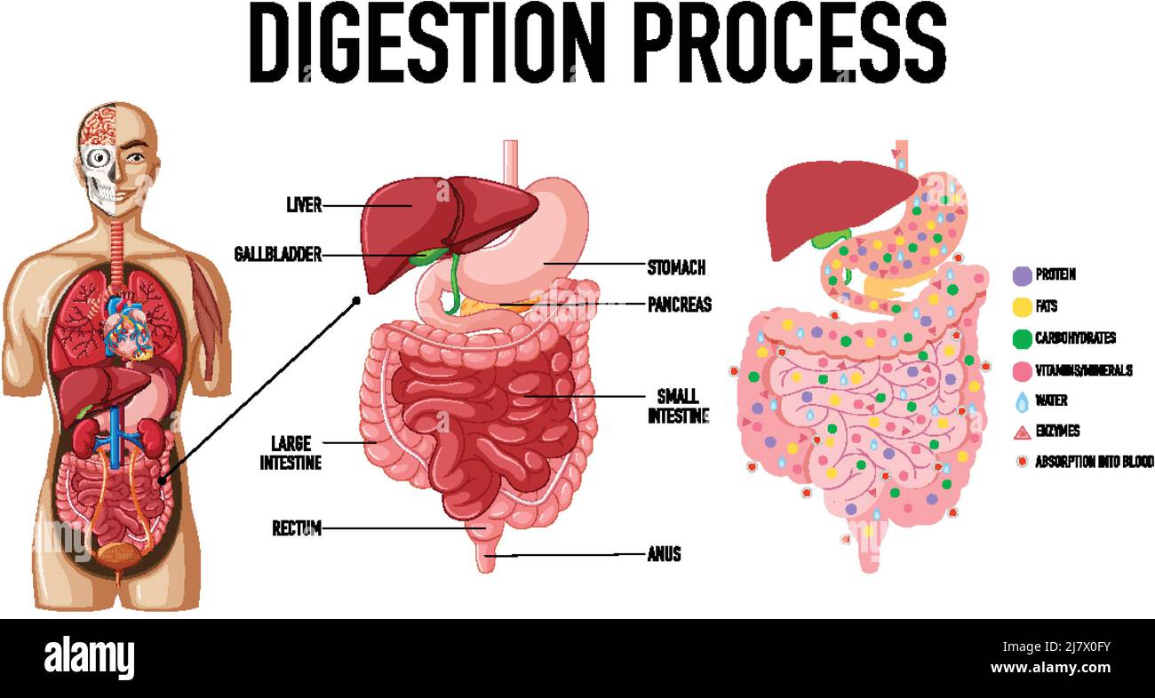 Food Digest Process Diagram showing digestion process illustration Stock Vector Image & Art ...