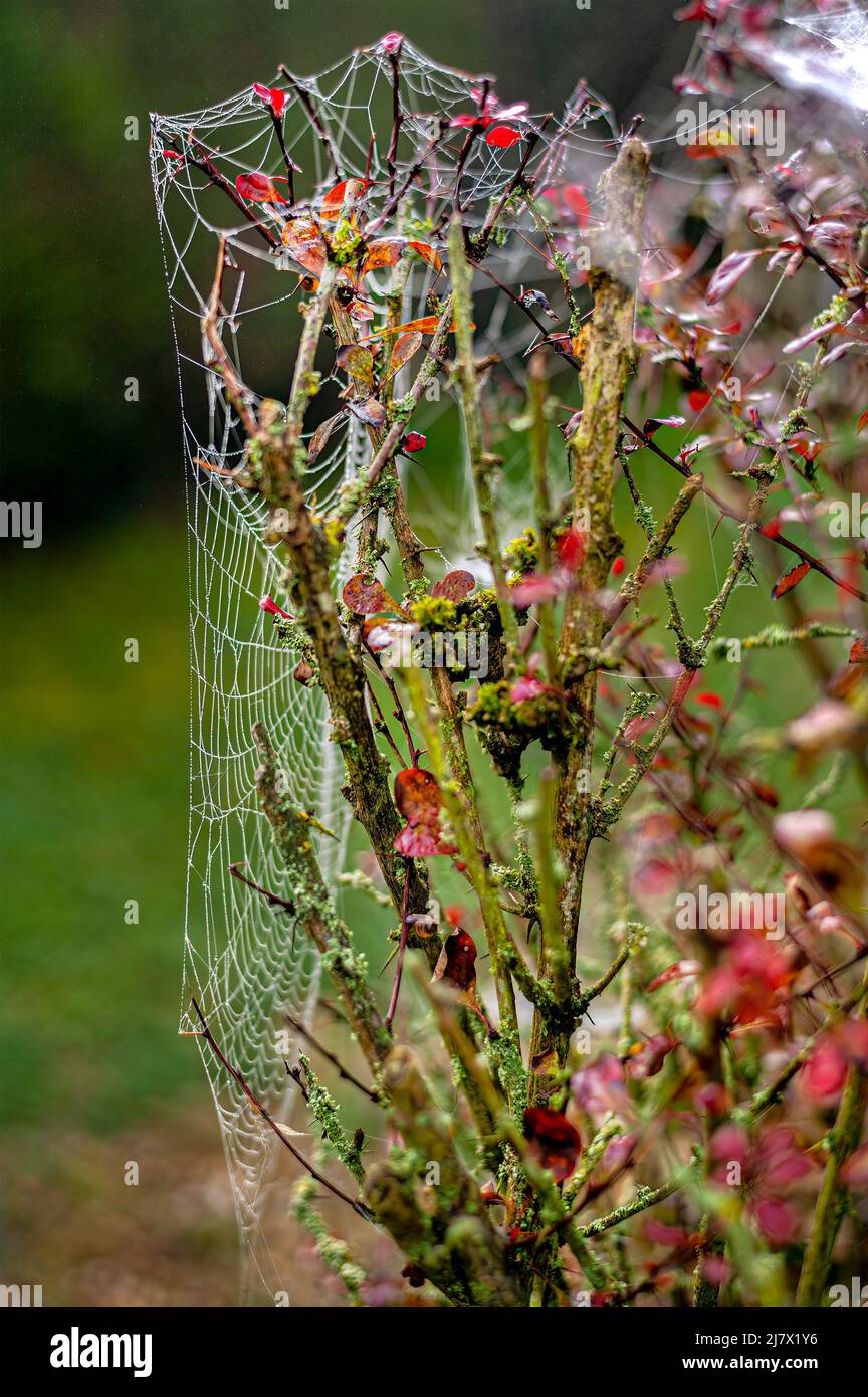 Spider web with early morning dew intertwining an old hibiscus tree. Stock Photo