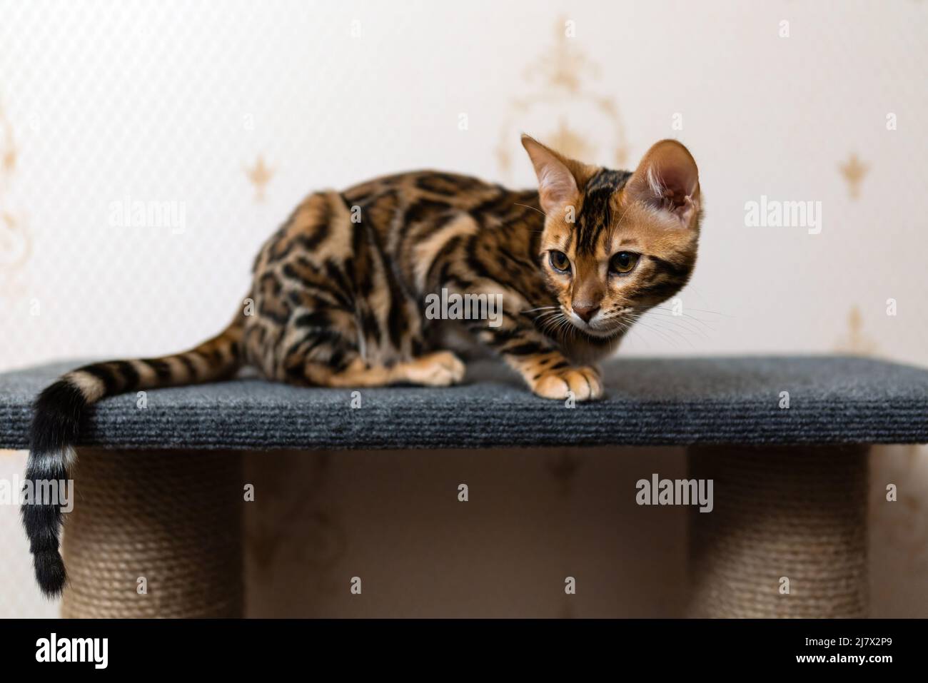 Portrait of a playful bengal kitten Stock Photo - Alamy