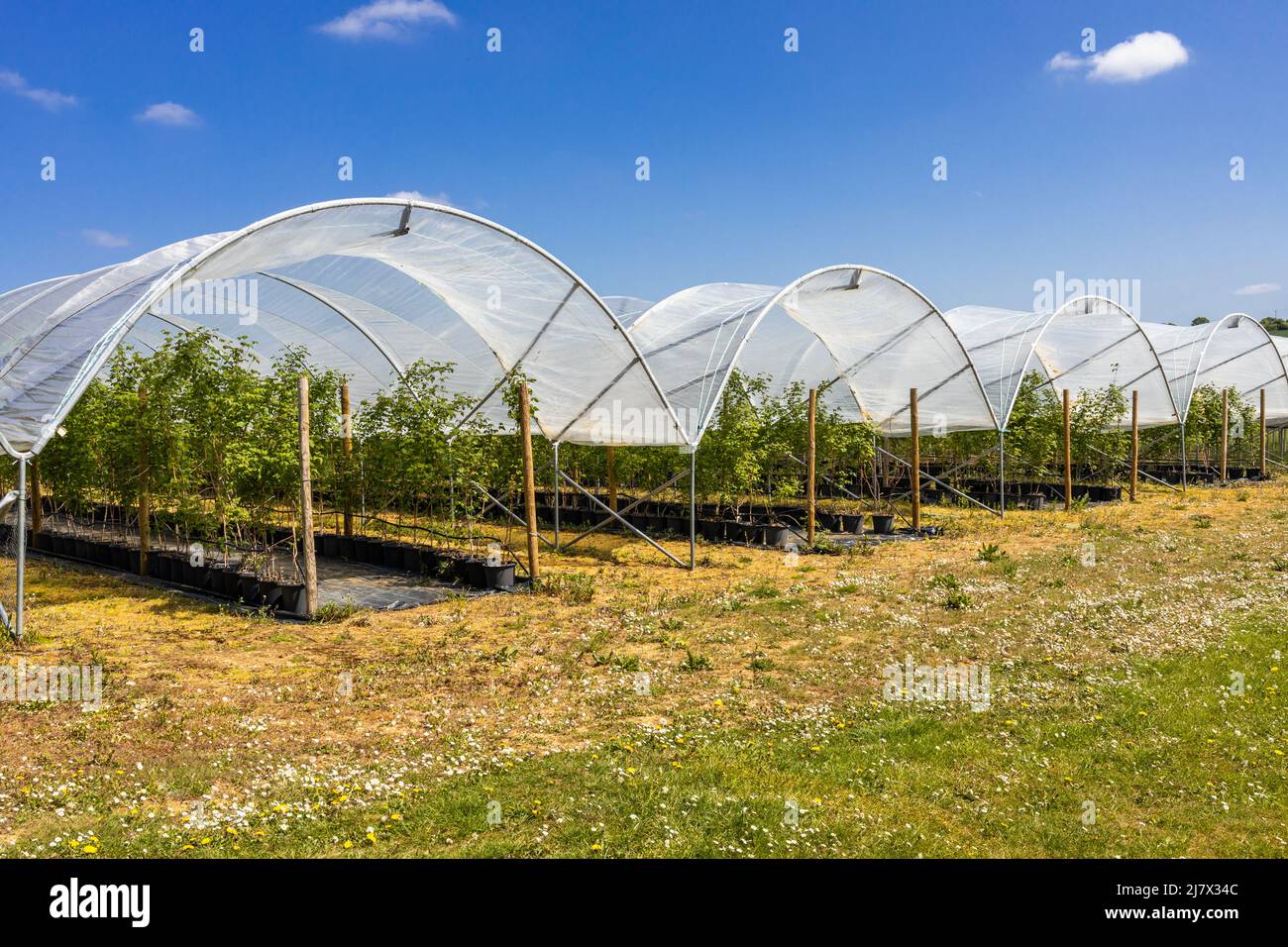 Strawberries and raspberries growing in polytunnels or hoop houses for