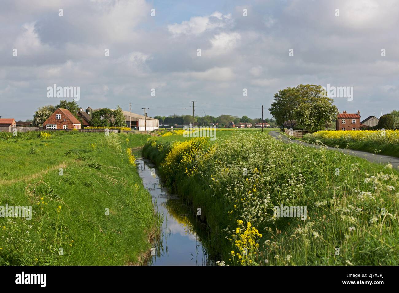 Typcal fasrming landscape near Reedness, East Yorkshire, England UK Stock Photo