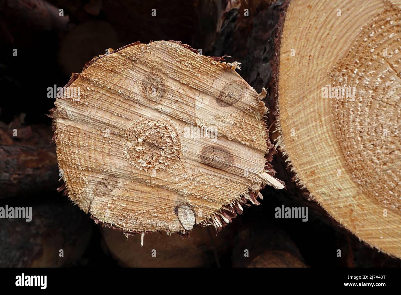 Cross section of pine tree trunk showing anomaly growth Stock Photo - Alamy