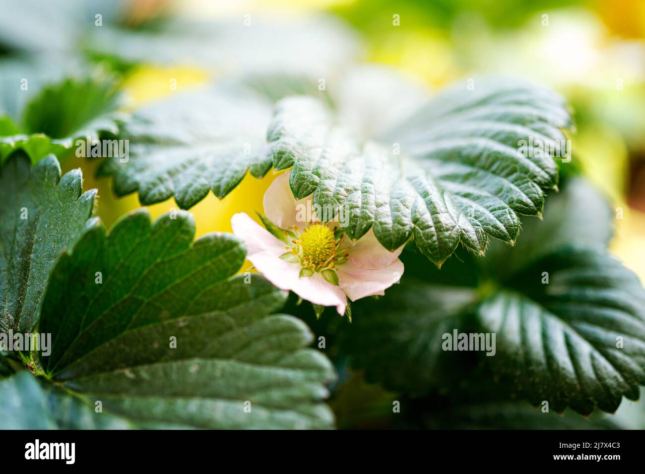 Young strawberry plant growing indoors on a windowsill Stock Photo - Alamy