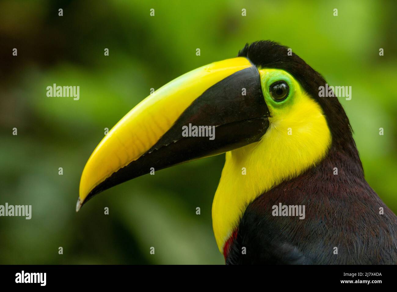 Black-mandibled Toucan (Ramphastos ambiguus) formerly known as Chestnut-mandilbled Toucan, Colombia Stock Photo