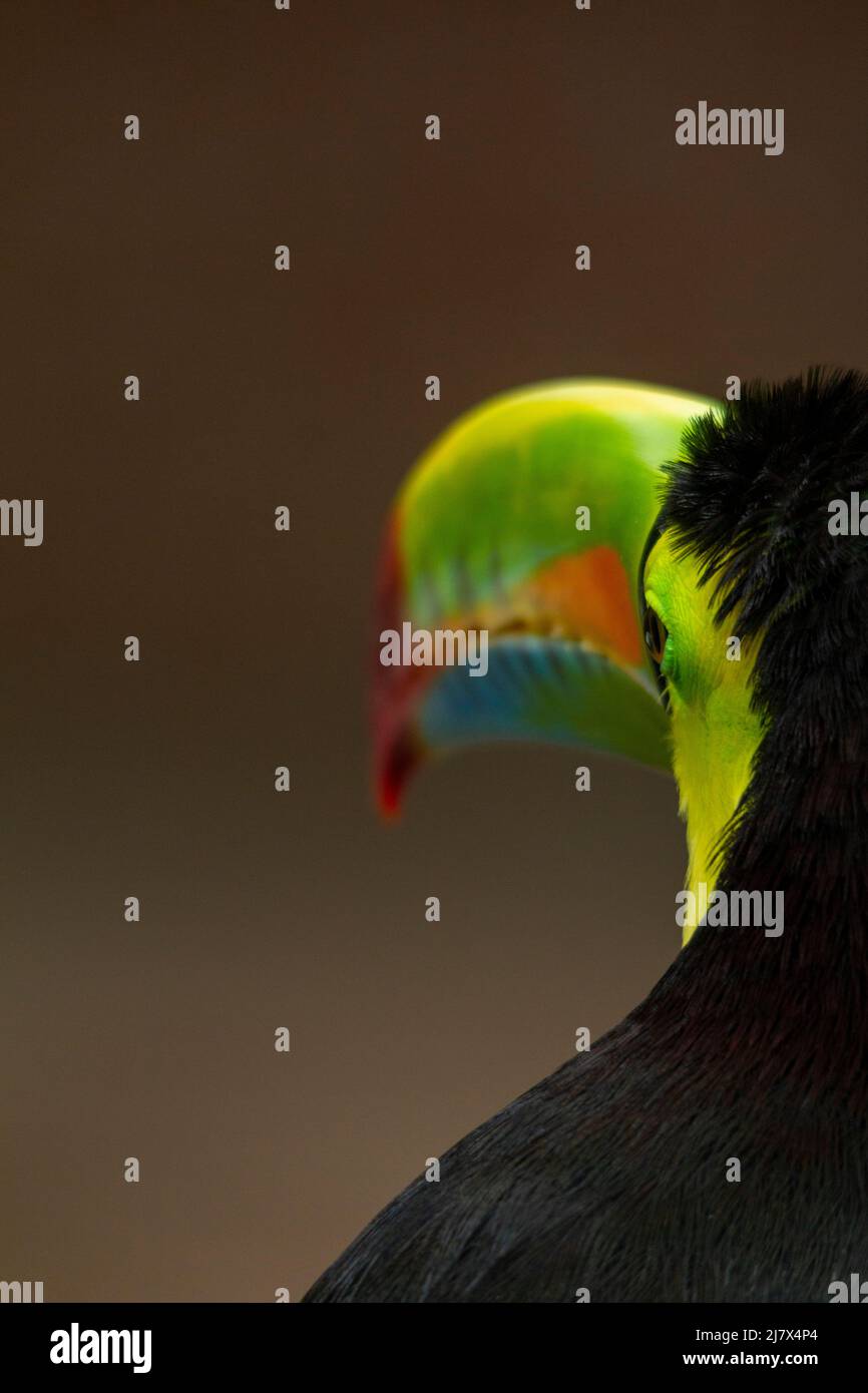 Keel-billed Toucan (Ramphastos sulfuratus) head shot showing the colourful beak, Colombia Stock Photo